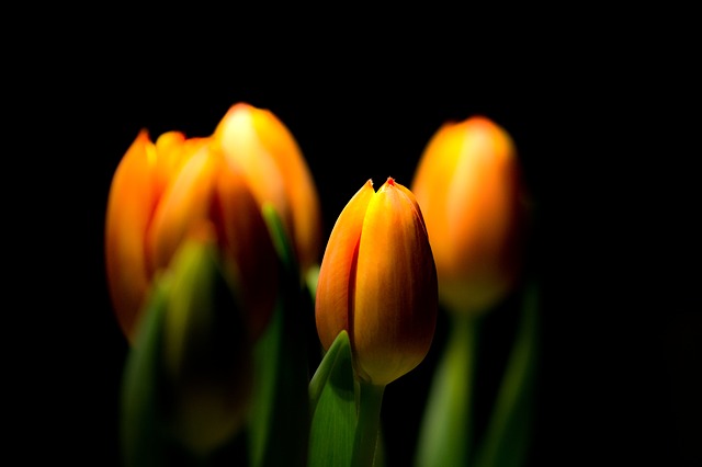 oranžové tulipány